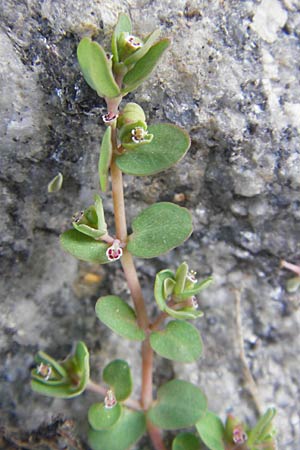 Chamaesyce serpens \ Geschlngelte Wolfsmilch / Matted Sandmat, Creeping Spurge, D Heidelberg 30.7.2009