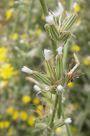 Chondrilla juncea \ Binsen-Knorpellattich, Groer Knorpellattich, D Karlsruhe 29.8.2009