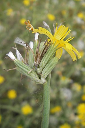 Chondrilla juncea \ Binsen-Knorpellattich, Groer Knorpellattich / Rush Skeletonweed, D Karlsruhe 29.8.2009