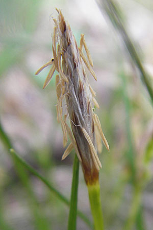 Carex humilis \ Erd-Segge, Niedrige Segge, D Karlstadt 1.5.2010