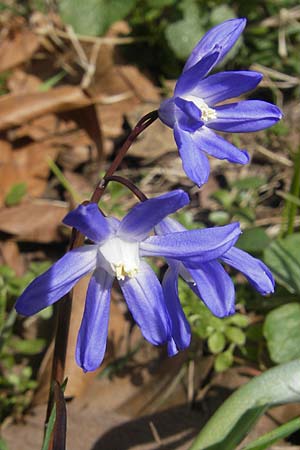 Scilla sardensis \ Sardes-Schneeglanz, Dunkle Sternhyazinthe / Sardes Glory of the Snow, D Mannheim 20.3.2011