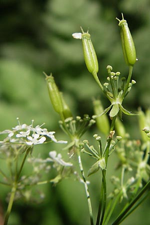 Chaerophyllum temulum \ Hecken-Klberkropf, Taumel-Klberkropf / Rough Chervil, D Wutach - Schlucht / Gorge 12.6.2011