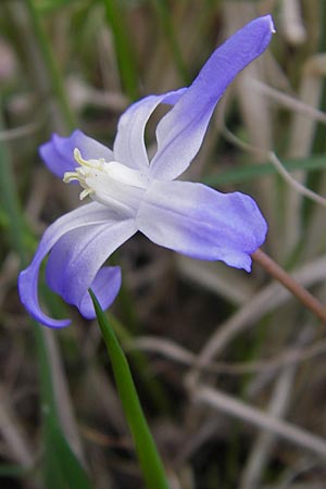 Scilla luciliae x siehei / Hybrid Squill, D Ludwigshafen 29.3.2012