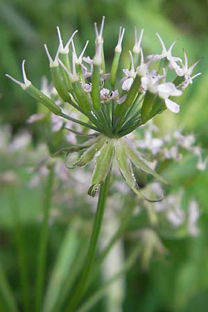 Chaerophyllum hirsutum \ Berg-Klberkropf / Hairy Chervil, D Vogelsberg, Ulrichstein 30.5.2012