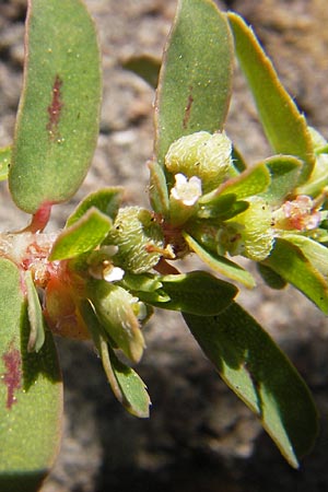 Chamaesyce maculata \ Gefleckte Wolfsmilch / Spotted Spurge, Spotted Sandmat, D Mannheim 6.9.2012