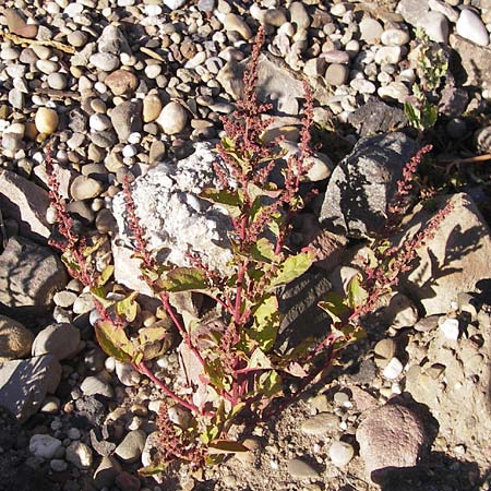 Chenopodium polyspermum \ Vielsamiger Gnsefu, D Mannheim 7.9.2012