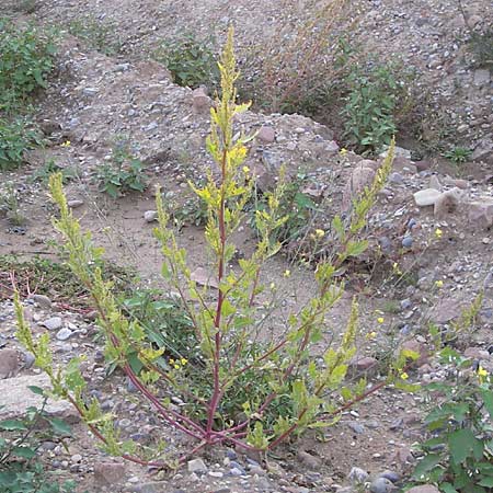 Chenopodium rhombifolium \ Sgeblttriger Gnsefu / Serrate-Leaved Goosefoot, D Heidelberg 2.10.2012