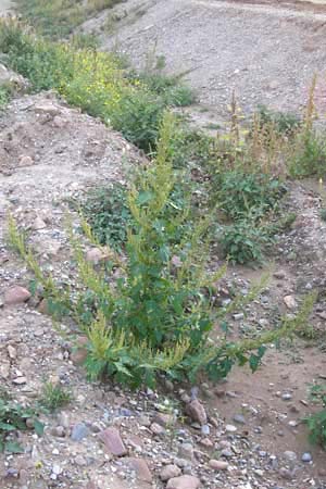 Chenopodium rhombifolium \ Sgeblttriger Gnsefu / Serrate-Leaved Goosefoot, D Heidelberg 2.10.2012