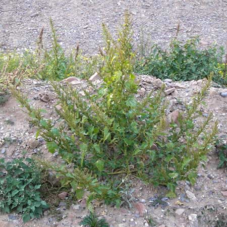 Chenopodium rhombifolium \ Sgeblttriger Gnsefu / Serrate-Leaved Goosefoot, D Heidelberg 2.10.2012