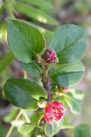 Cotoneaster horizontalis \ Korallenstrauch, Fchermispel / Wall Cotoneaster, D Ludwigshafen 2.5.2013