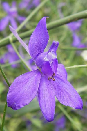 Delphinium ajacis \ Garten-Rittersporn, D Mannheim 20.6.2013