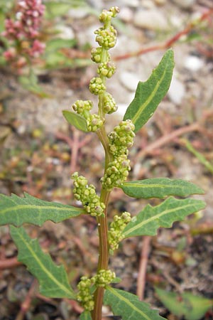 Chenopodium glaucum \ Blaugrner Gnsefu / Oak-Leaved Goosefoot, Glaucous Goosefoot, D Mannheim 15.9.2013