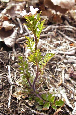 Cardamine hirsuta \ Vielstngeliges Schaumkraut, Behaartes Schaumkraut, D Insel Reichenau, Oberzell 1.4.2014