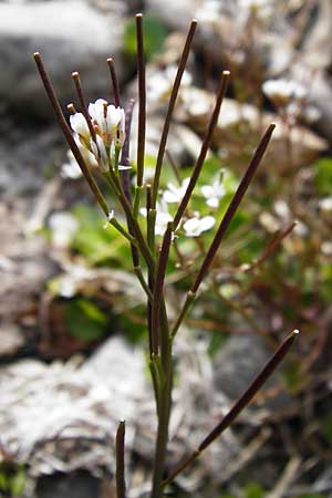 Cardamine hirsuta \ Vielstngeliges Schaumkraut, Behaartes Schaumkraut, D Insel Reichenau, Oberzell 1.4.2014