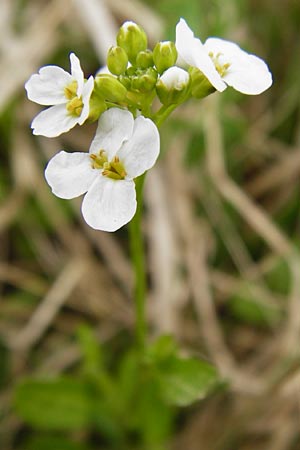 Arabidopsis halleri \ Hallers Schaumkresse, D Warburg 26.4.2014