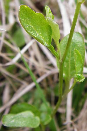 Arabidopsis halleri \ Hallers Schaumkresse, D Warburg 26.4.2014