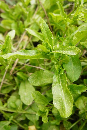 Arabidopsis halleri \ Hallers Schaumkresse, D Warburg 26.4.2014