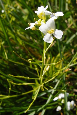 Arabidopsis halleri \ Hallers Schaumkresse, D Warburg 31.5.2014