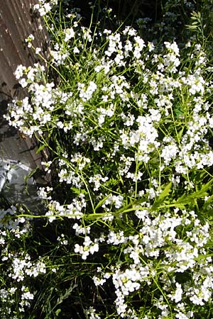 Arabidopsis halleri \ Hallers Schaumkresse / Haller's Rock-Cress, D Warburg 31.5.2014