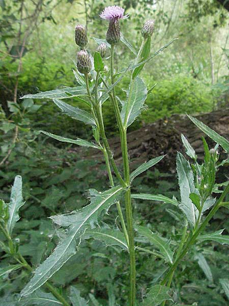 Cirsium arvense \ Acker-Kratzdistel, D Mannheim 15.6.2006