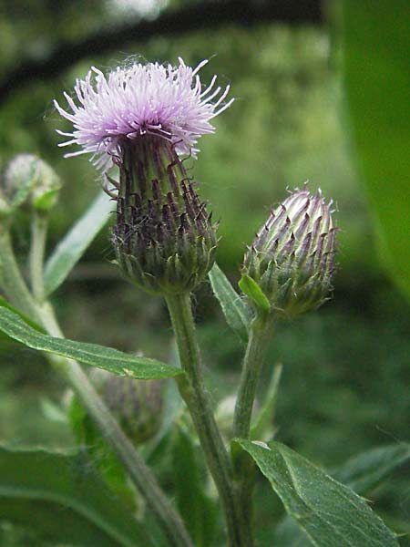 Cirsium arvense, Acker-Kratzdistel