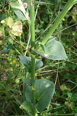 Cichorium endivia \ Winter-Endivie, Endivien-Salat / Endive, Chicory, D Rastatt 20.6.2008