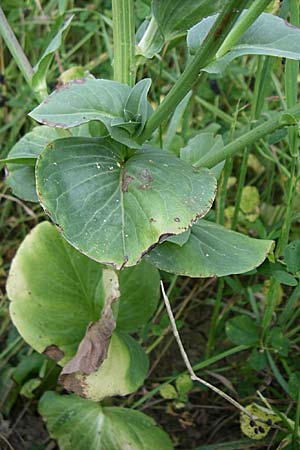 Cichorium endivia \ Winter-Endivie, Endivien-Salat / Endive, Chicory, D Rastatt 20.6.2008