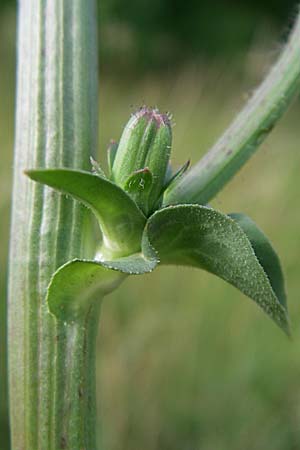 Cichorium endivia \ Winter-Endivie, Endivien-Salat, D Rastatt 20.6.2008