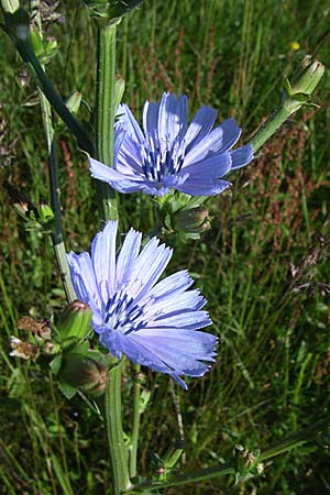 Cichorium endivia \ Winter-Endivie, Endivien-Salat / Endive, Chicory, D Rastatt 21.6.2008