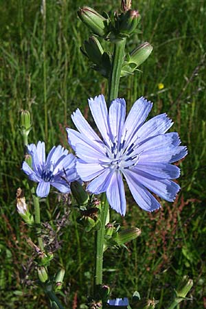 Cichorium endivia \ Winter-Endivie, Endivien-Salat / Endive, Chicory, D Rastatt 21.6.2008