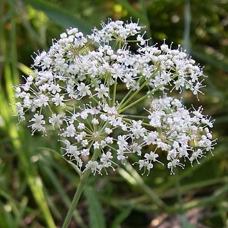 Cicuta virosa \ Wasser-Schierling / Cowbane, Water Hemlock, D Leimersheim 10.7.2008