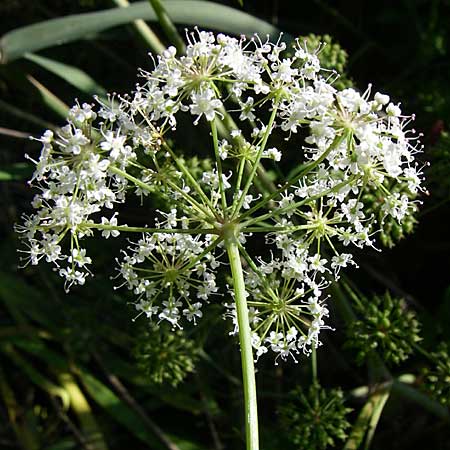 Cicuta virosa \ Wasser-Schierling / Cowbane, Water Hemlock, D Leimersheim 10.7.2008