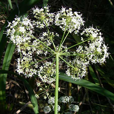 Cicuta virosa / Cowbane, Water Hemlock, D Leimersheim 10.7.2008