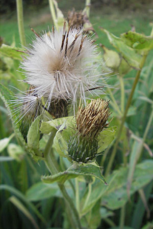 Cirsium oleraceum \ Kohl-Kratzdistel, Kohl-Distel, D Hemsbach 2.9.2009