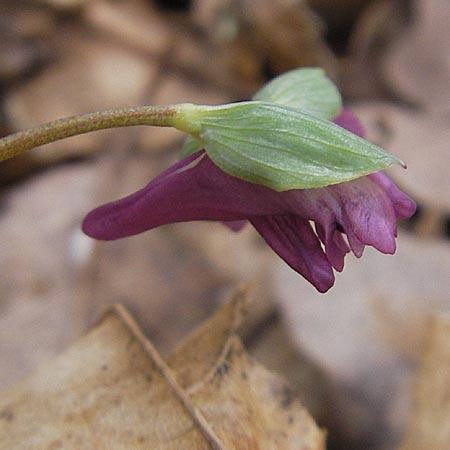 Corydalis intermedia \ Mittlerer Lerchensporn / Intermediate Corydalis, D Königstein-Falkenstein 3.4.2010