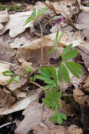 Corydalis intermedia \ Mittlerer Lerchensporn, D Königstein-Falkenstein 3.4.2010