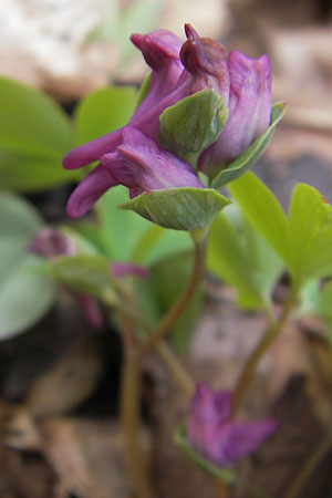 Corydalis intermedia / Intermediate Corydalis, D Königstein-Falkenstein 3.4.2010