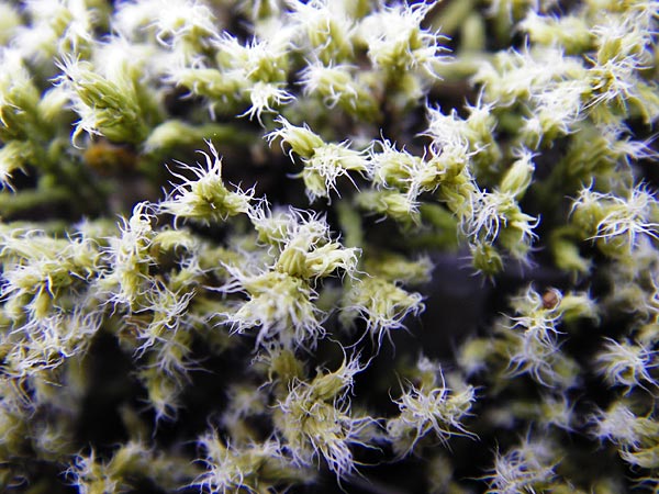 Campylopus introflexus \ Kaktus-Moos / Heath Star Moss, D Klotten 12.4.2014