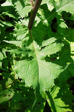 Cicerbita alpina / Alpine Blue Sow-Thistle, D Zwiesel 9.6.2014