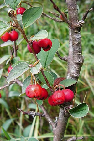 Cotoneaster integerrimus \ Gewhnliche Zwergmispel / Wild Cotoneaster, D Fridingen 8.7.2014