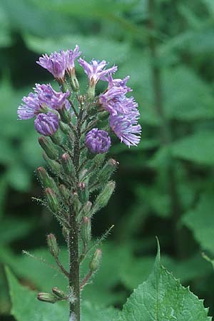 Cicerbita alpina \ Alpen-Milchlattich, Blaue Sau-Distel / Alpine Blue Sow-Thistle, D Schwarzwald/Black-Forest, Feldberg 1.7.2005