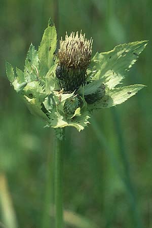 Cirsium oleraceum \ Kohl-Kratzdistel, Kohl-Distel, D Hurlach 16.7.2005