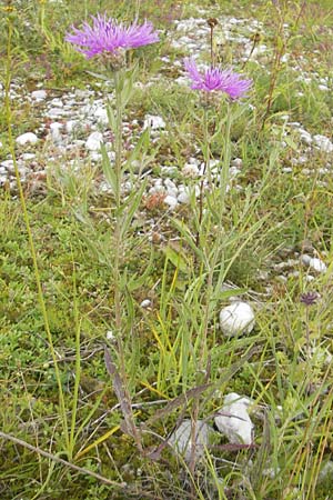 Centaurea pannonica \ Östliche Schmalblättrige Flockenblume, D Eching 30.7.2011