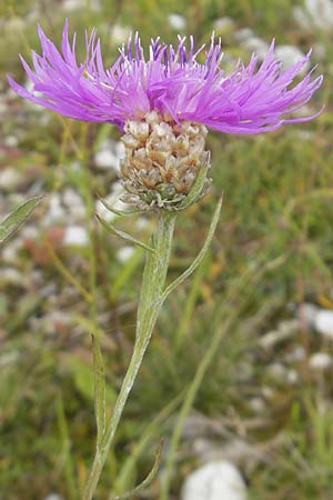 Centaurea pannonica / Eastern Narrow-Leaved Brown Knapweed, D Eching 30.7.2011