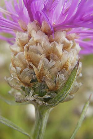 Centaurea pannonica \ stliche Schmalblttrige Flockenblume, D Eching 30.7.2011