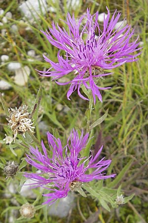 Centaurea pannonica / Eastern Narrow-Leaved Brown Knapweed, D Eching 30.7.2011