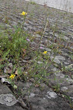 Chondrilla juncea / Rush Skeletonweed, D Kehl 28.7.2012