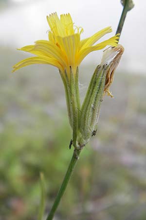 Chondrilla juncea \ Binsen-Knorpellattich, Groer Knorpellattich, D Kehl 28.7.2012