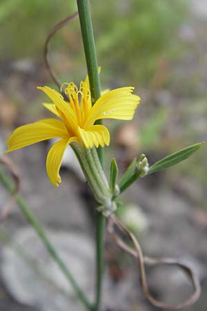 Chondrilla juncea \ Binsen-Knorpellattich, Groer Knorpellattich / Rush Skeletonweed, D Kehl 28.7.2012