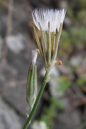 Chondrilla juncea \ Binsen-Knorpellattich, Groer Knorpellattich, D Kehl 28.7.2012